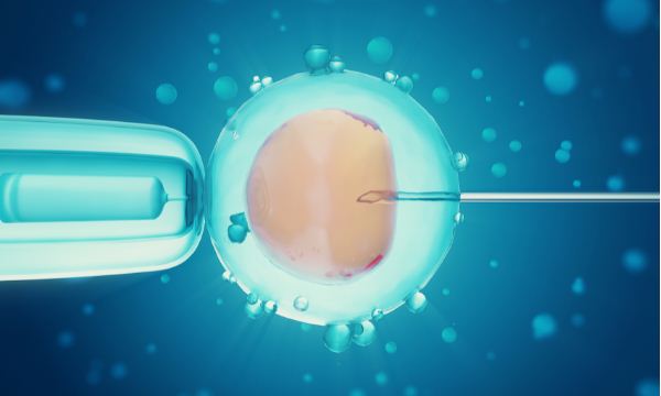 鲜胚移植后能吃紫素吗？试管移植后能吃枸杞吗？