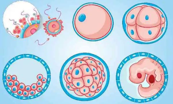 五细胞能养囊成功吗？4细胞胚胎可以置简养囊吗